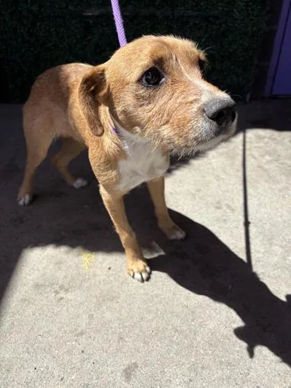 A young medium-sized female Brown / Chocolate Terrier dog named 61113422 for adoption in El Paso, TX
