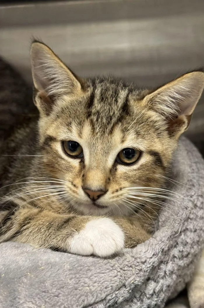 A young small-sized male Domestic Short Hair cat named Barrett for adoption in Hilton Head Island, SC