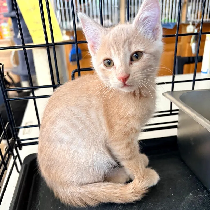 A young medium-sized female Tabby (Buff / Tan / Fawn) Domestic Short Hair cat named Lollie for adoption in Blackfoot, ID