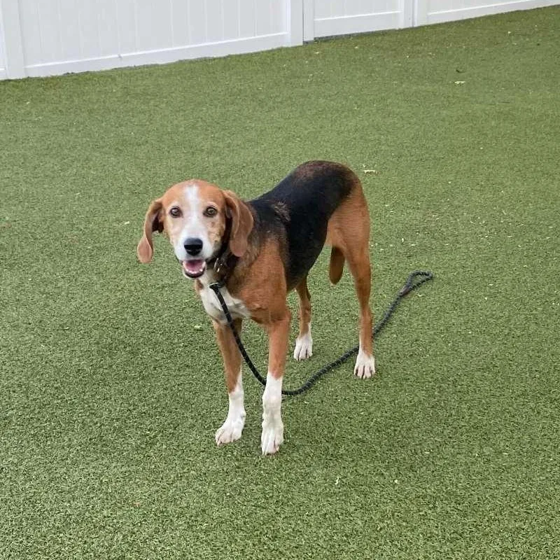 An adult medium-sized female Coonhound dog named Sadie for adoption in New Bedford, MA