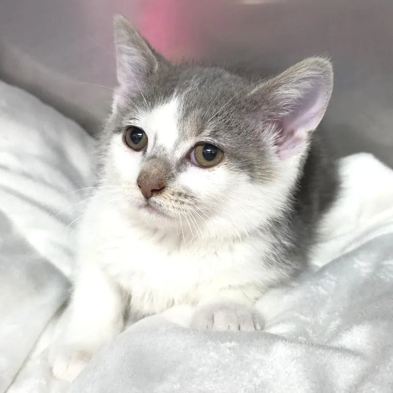 A baby small-sized female White Domestic Short Hair cat named Cloudy for adoption in Michigan City, IN