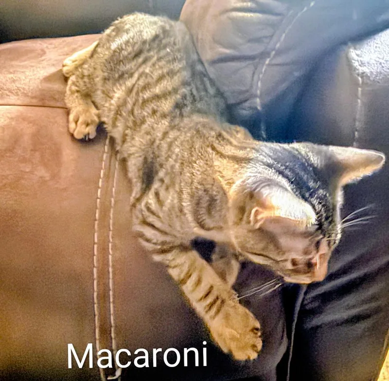 Macaroni