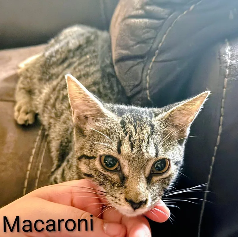 Macaroni thumbnail 2