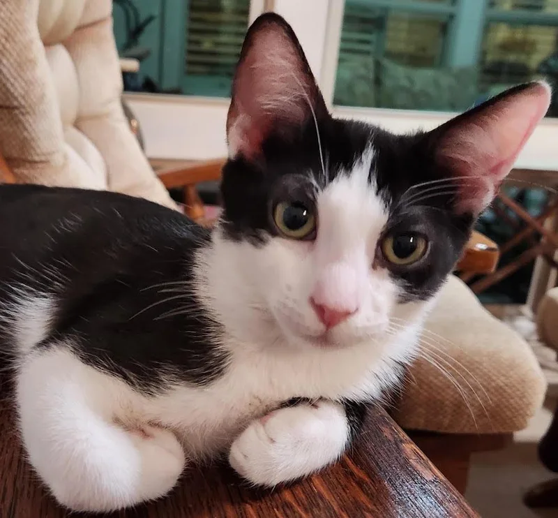 A baby small-sized male Domestic Short Hair cat named Tux for adoption in New Braunfels, TX