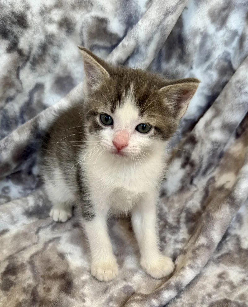A baby medium-sized male Tabby (Brown / Chocolate) Domestic Short Hair cat named Hugo for adoption in Port Washington, WI