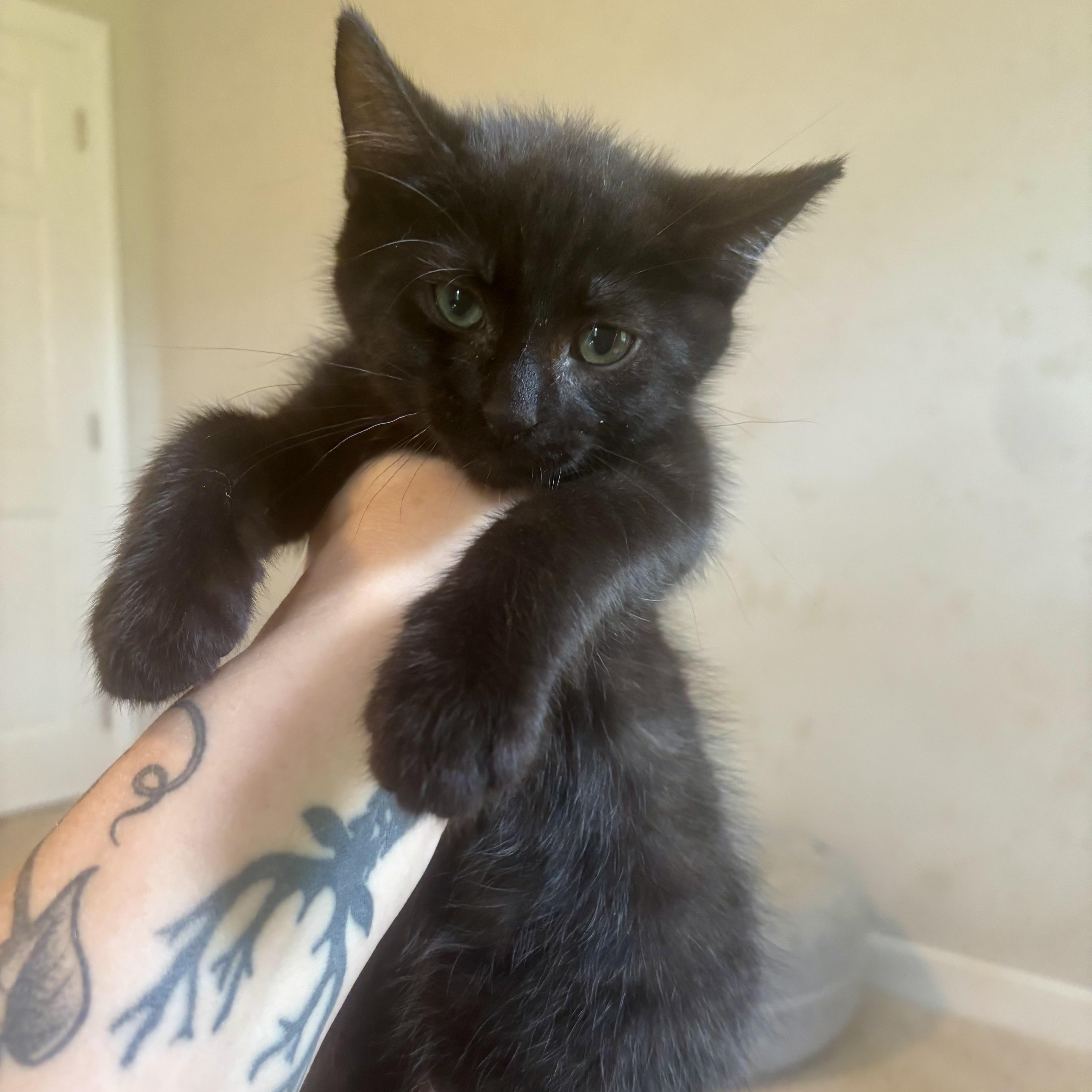 A baby medium-sized male Black Domestic Short Hair cat named Orchid for adoption in Richmond, VA