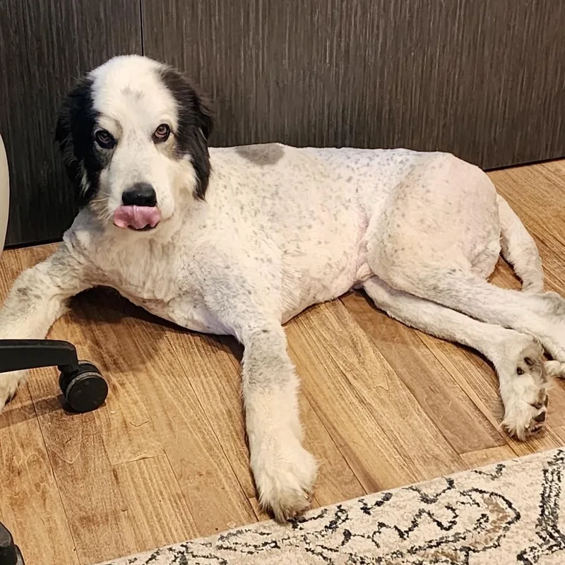 A senior large-sized male Great Pyrenees dog named Gunner for adoption in Thompson's Station, TN