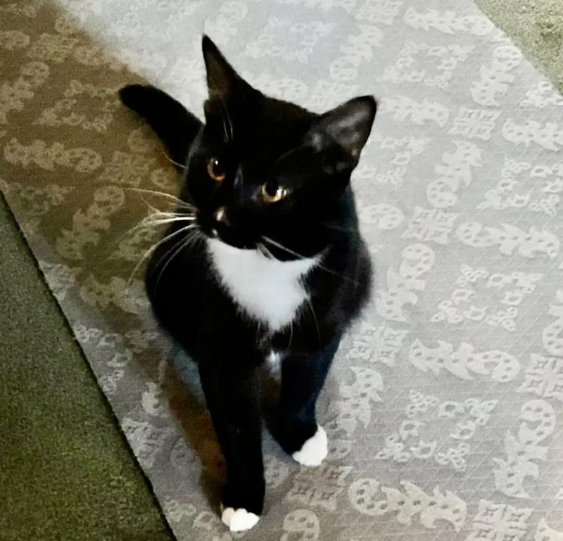 Daschiel thumbnail 2