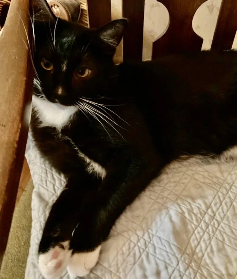 Daschiel thumbnail 3