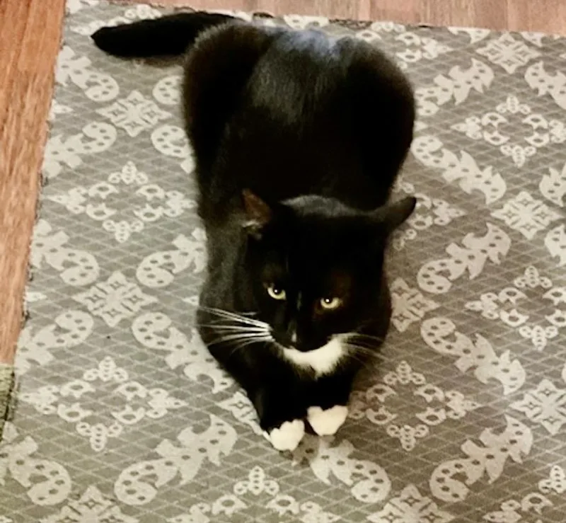 Daschiel thumbnail 4