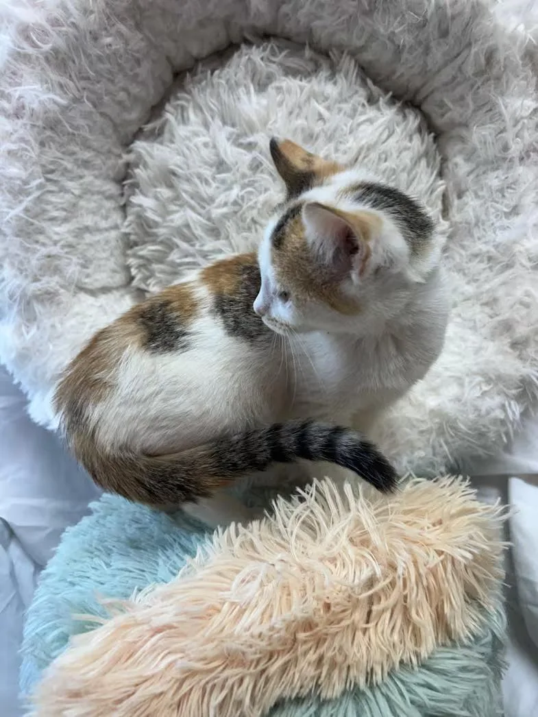A baby medium-sized female Calico Domestic Short Hair cat named Eliza for adoption in Greensboro, NC