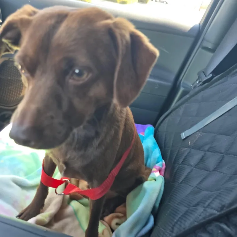 An adult small-sized male Brown / Chocolate Feist dog named Soy Sauce Rickles for adoption in Greenville, SC