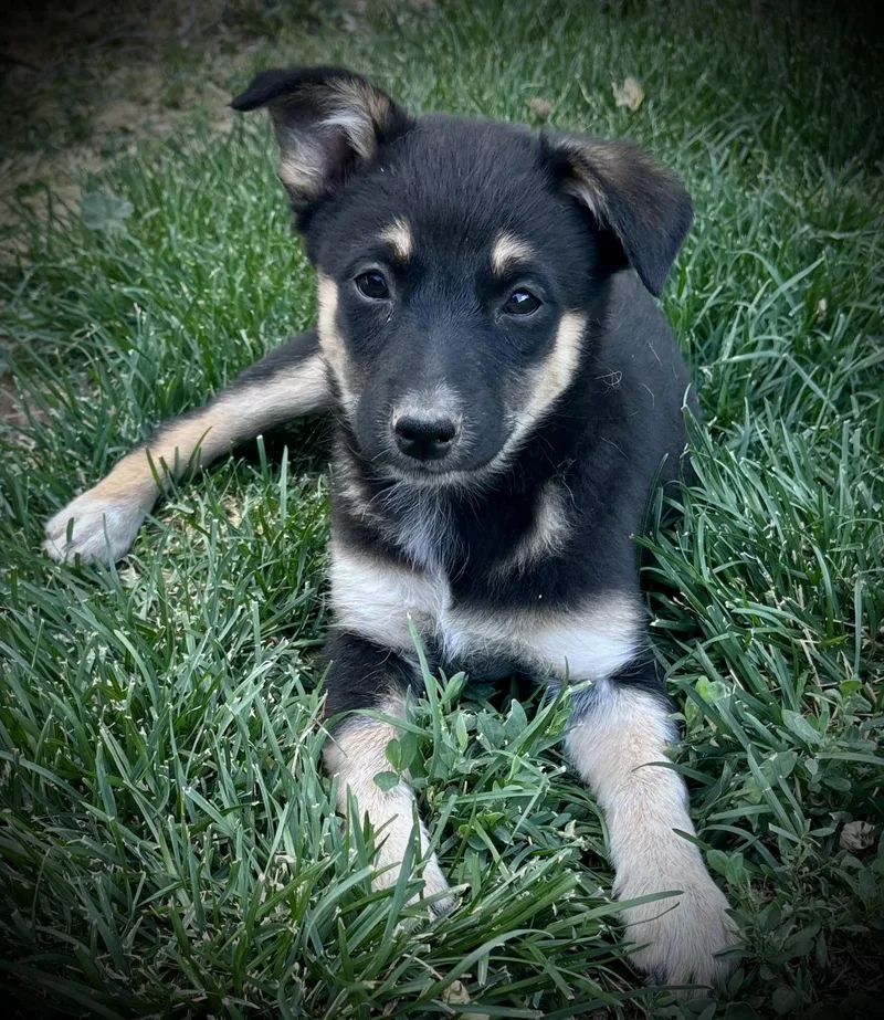 Miss Minnie