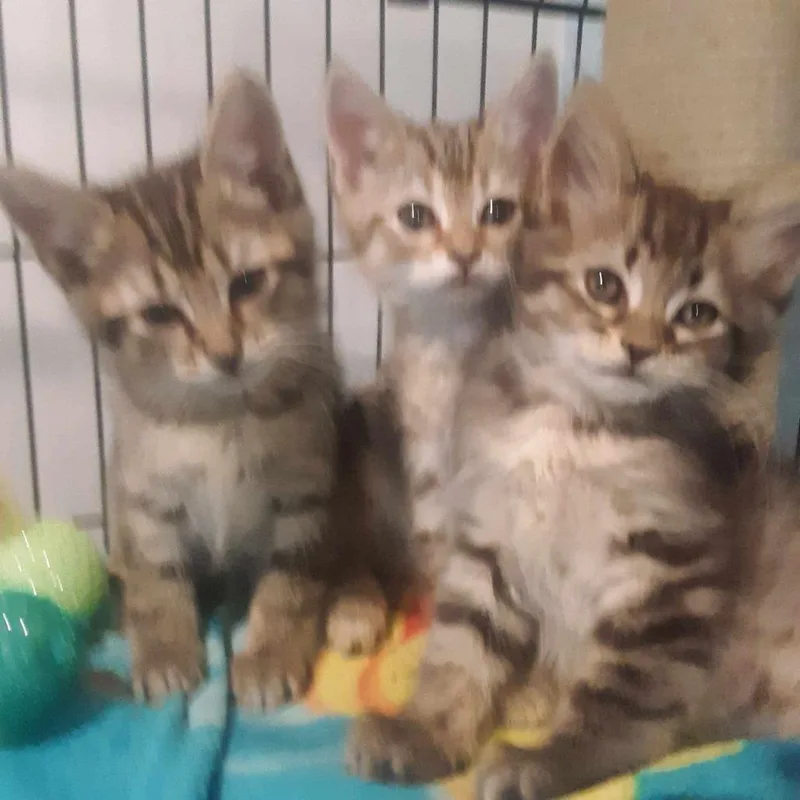 A baby small-sized male Brown / Chocolate Domestic Short Hair cat named Spirit for adoption in Gordonsville, TN