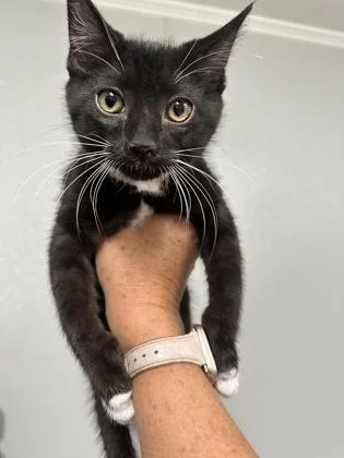 A baby small-sized male Domestic Short Hair cat named Stan $ @ Petco for adoption in Seneca, SC