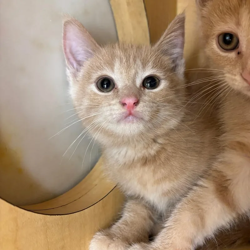 A baby small-sized female Buff / Tan / Fawn Domestic Short Hair cat named Amy for adoption in Washington Township, OH