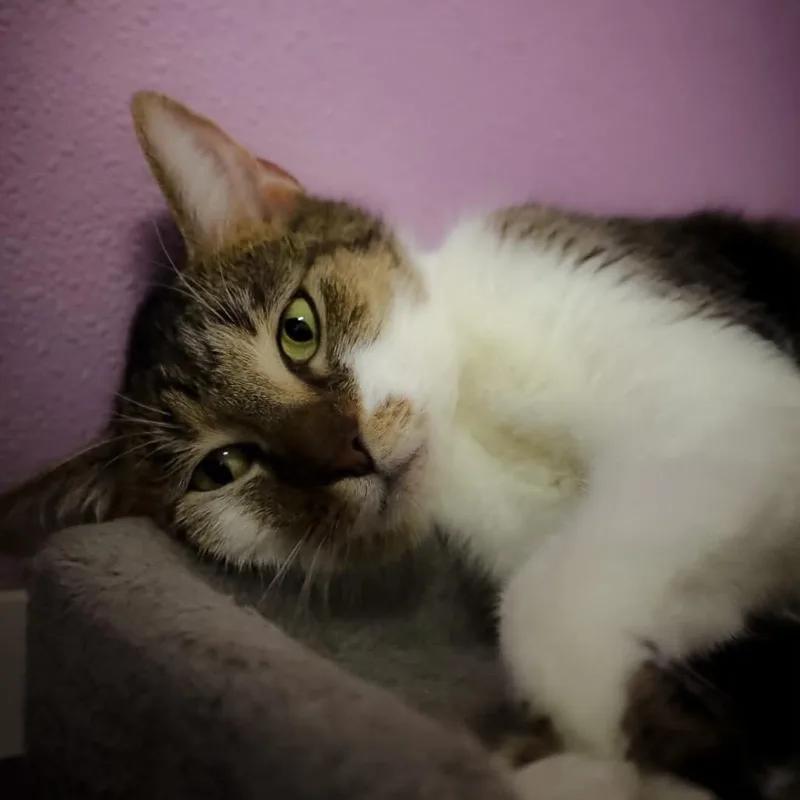A young small-sized female Brown / Chocolate Domestic Short Hair cat named Lola for adoption in Shelbyville, IN