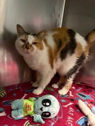 A senior medium-sized female Domestic Medium Hair cat named Butterfingers for adoption in Williamsport, PA