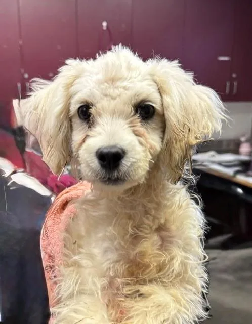 A baby medium-sized male Poodle dog named A for adoption in Downey, CA