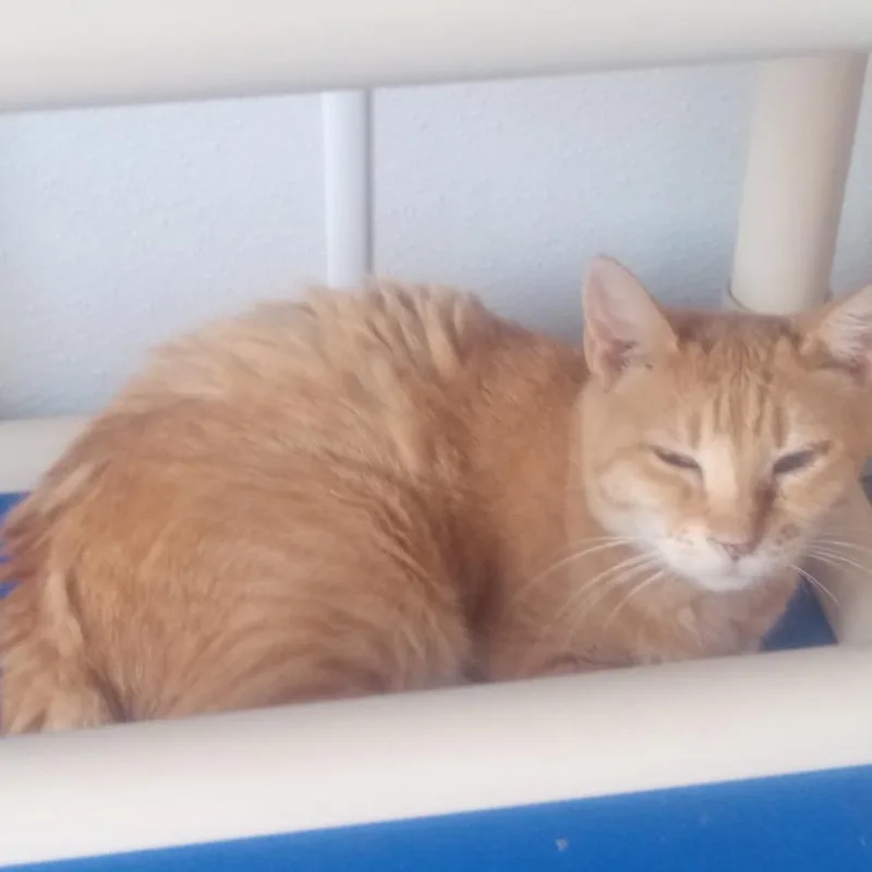 A senior small-sized male Orange / Red Domestic Short Hair cat named Arnold for adoption in Casa Grande, AZ
