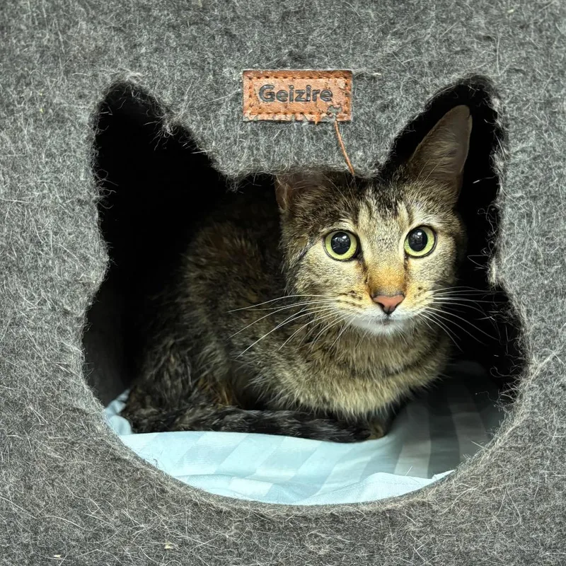 Breezy Sweet & Gentle