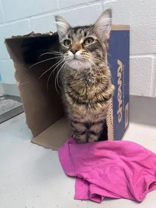 An adult small-sized male Domestic Medium Hair cat named Douglas for adoption in Largo, FL