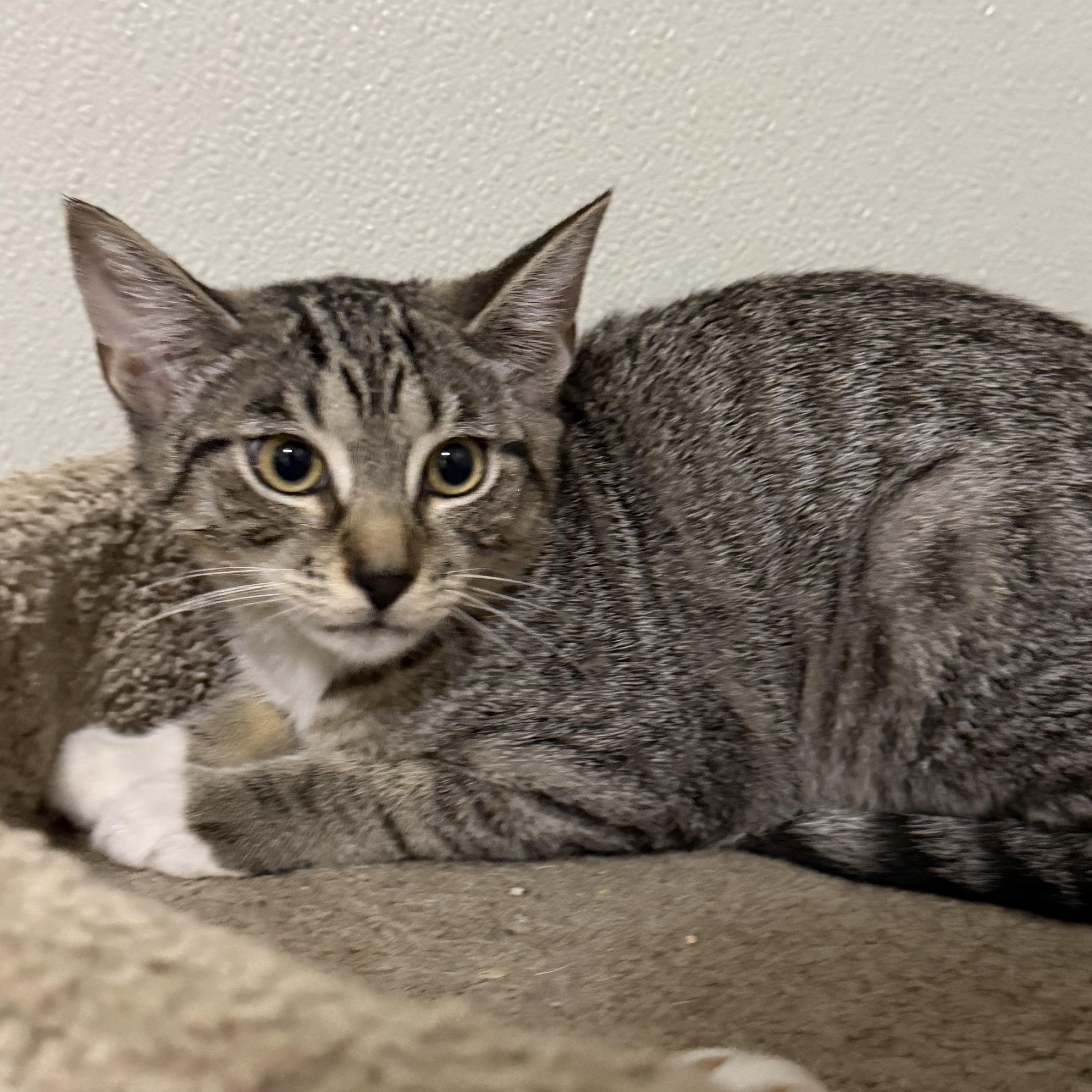 A baby small-sized female Tabby (Brown / Chocolate) American Shorthair cat named Swan for adoption in Highland Park, NJ