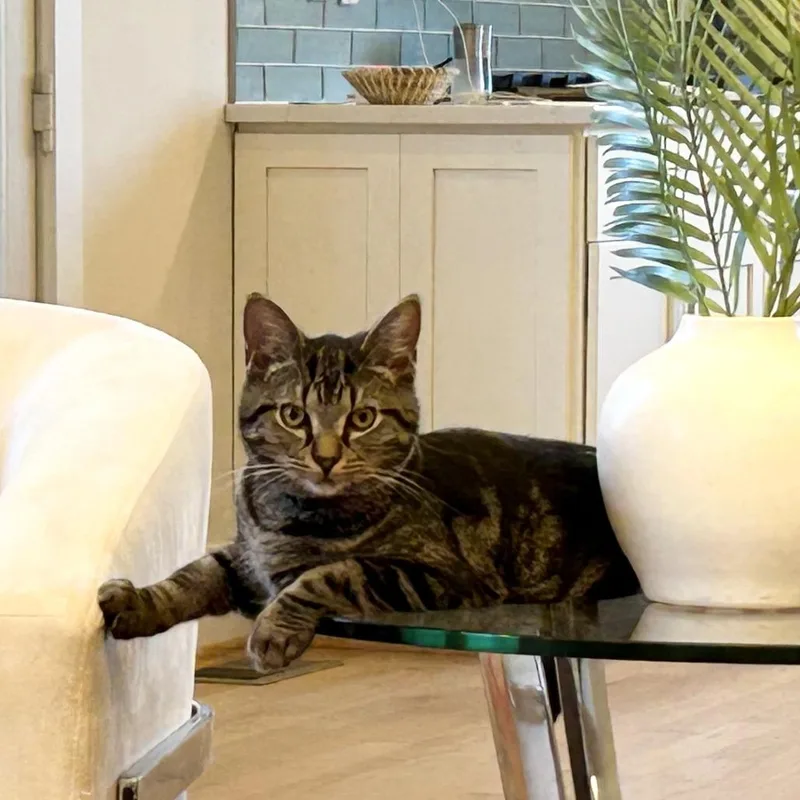 A young small-sized male Brown / Chocolate Domestic Short Hair cat named L&b: Leo for adoption in Falls Church, VA