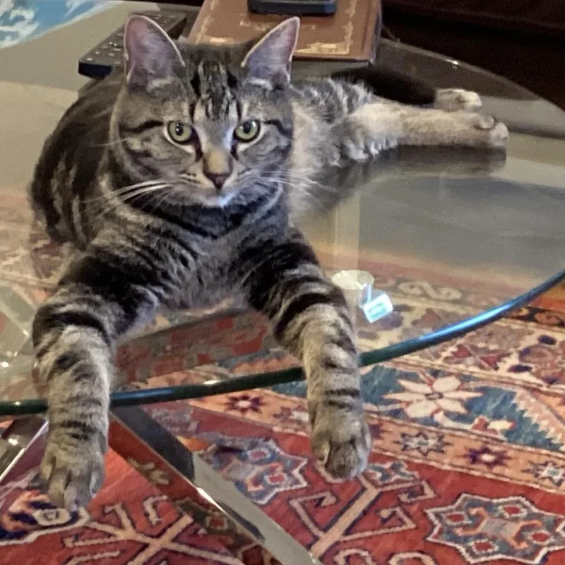 L&b: Leo thumbnail 2