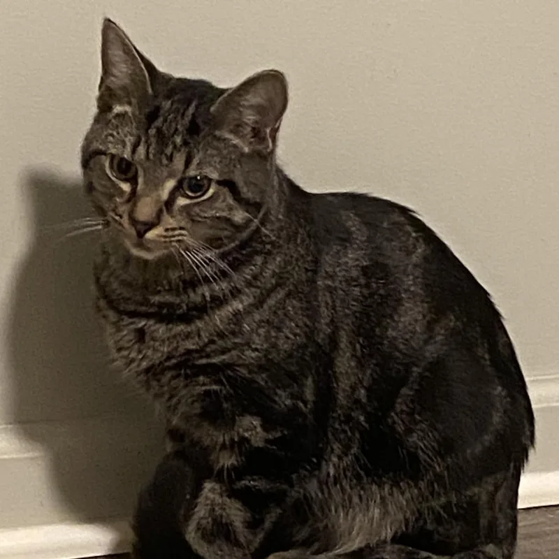 L&b: Leo thumbnail 3