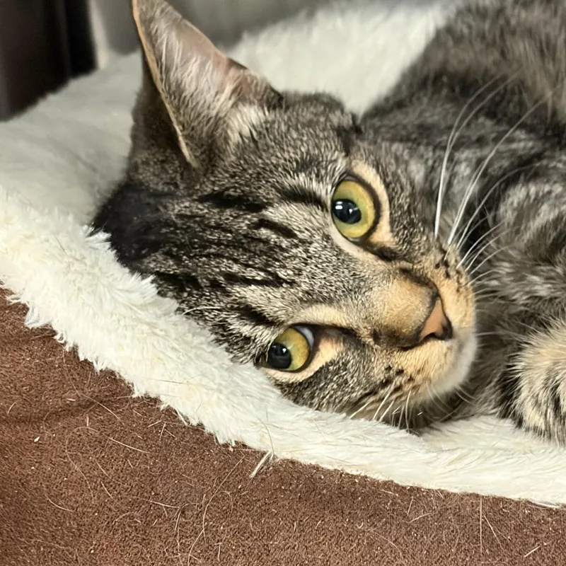 L&b: Leo thumbnail 4