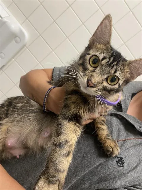 A young medium-sized female Domestic Short Hair cat named Duchess for adoption in Dallas, TX
