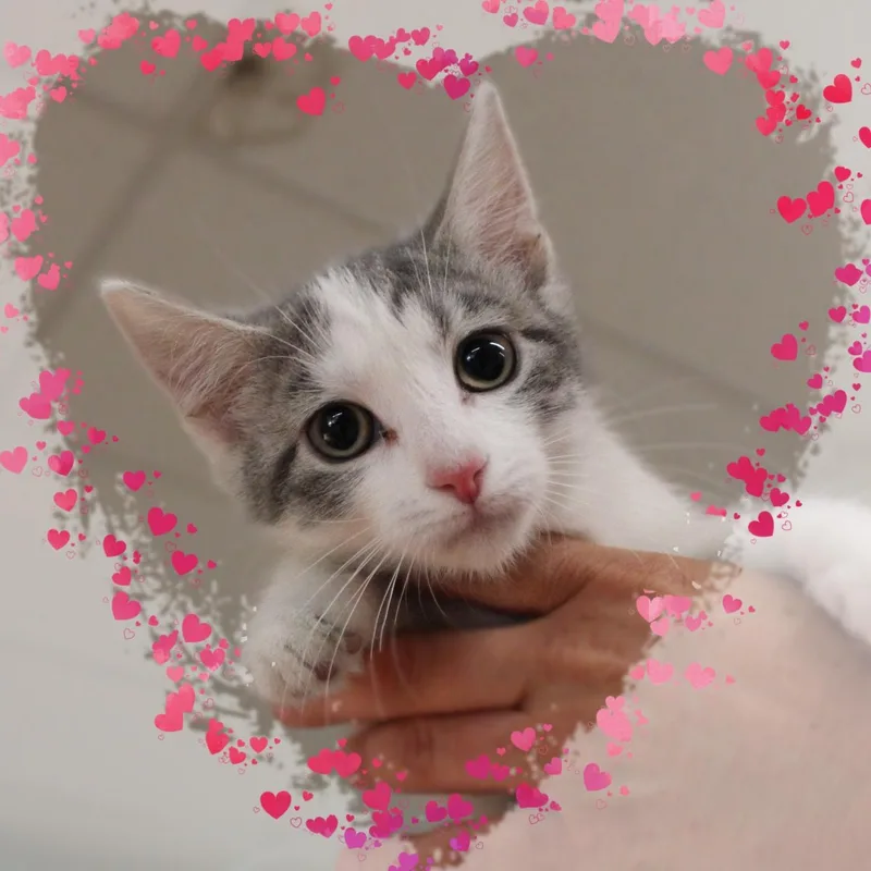 A baby medium-sized male Tabby (Gray / Blue / Silver) Tabby cat named Brandon for adoption in Amelia, OH