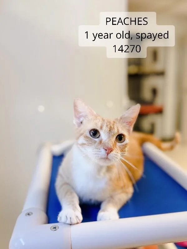 An adult medium-sized female Tabby (Orange / Red) Domestic Short Hair cat named Peaches for adoption in Supply, NC