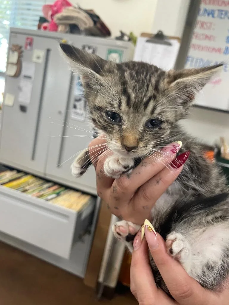 A baby medium-sized male Domestic Short Hair cat named Lenny for adoption in Chico, CA