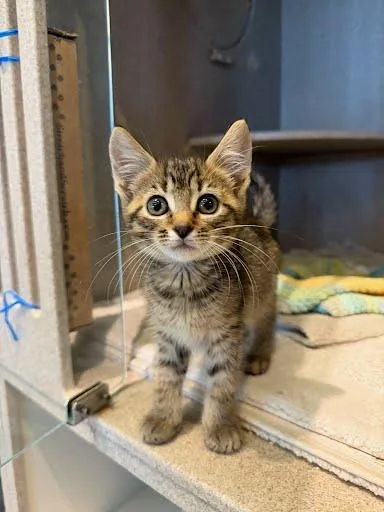 A baby medium-sized female Domestic Short Hair cat named Zara for adoption in Washington, DC