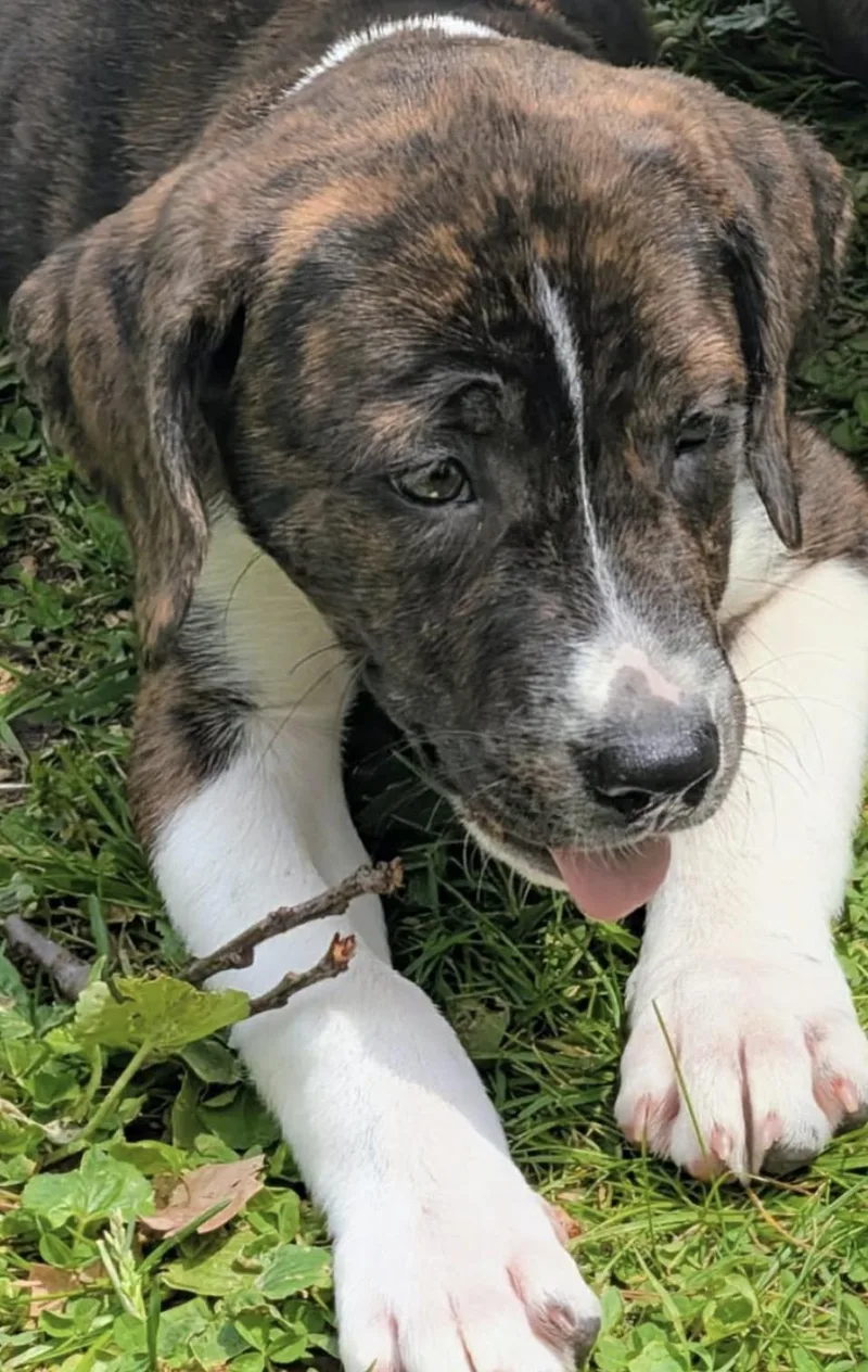 A baby medium-sized male Brindle Pit Bull Terrier dog named Tod for adoption in Westland, MI