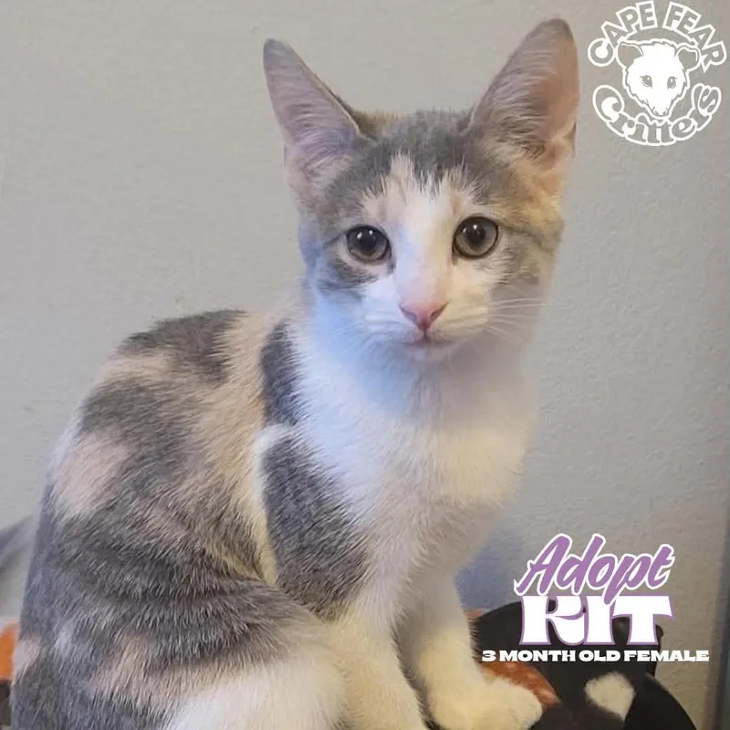 A baby small-sized female Dilute Calico cat named Kit for adoption in Wilmington, NC