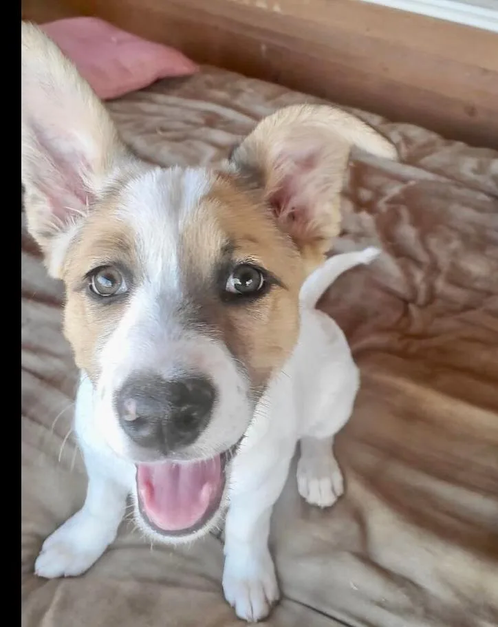 An adult medium-sized female Border Collie dog named Aloha for adoption in Bonita, CA