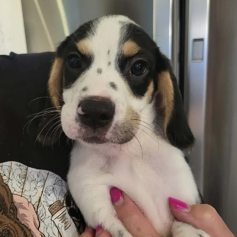 A baby small-sized male White / Cream Beagle dog named Liam for adoption in Seminole, FL