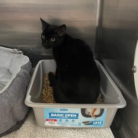 A baby small-sized male Black Domestic Short Hair cat named Crater for adoption in Port Charlotte, FL