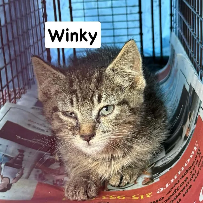 A baby small-sized male Brown / Chocolate Domestic Short Hair cat named Winky for adoption in Philadelphia, PA