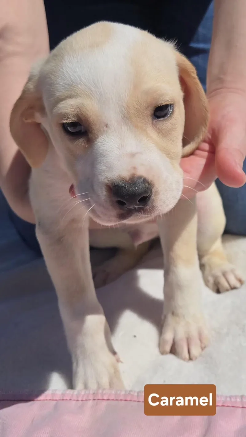 A baby medium-sized male Labrador Retriever dog named Caramel $ for adoption in Milwaukee, WI