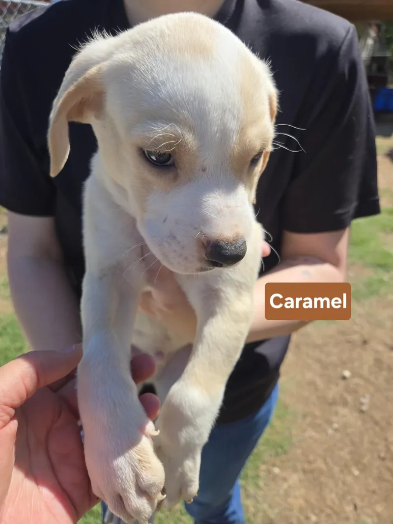 Caramel   $ thumbnail 4
