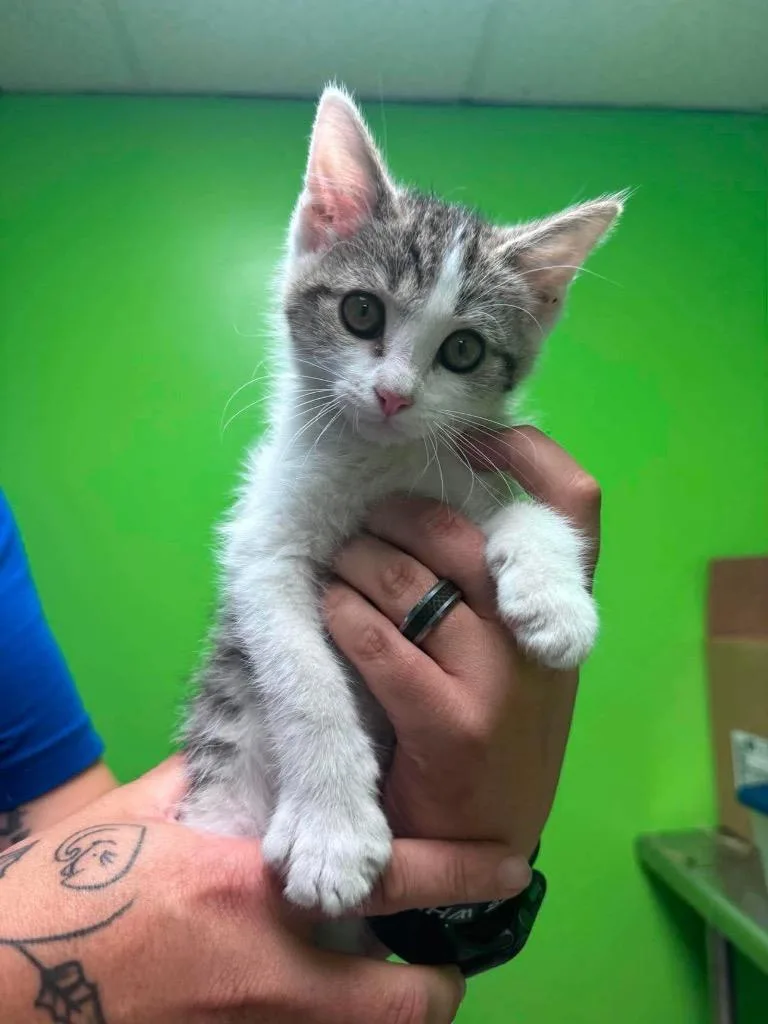 A baby medium-sized male Domestic Short Hair cat named Prince for adoption in Johnson City, TN