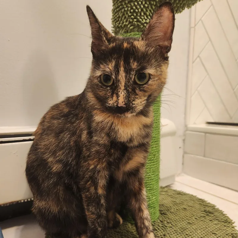 Macaroon thumbnail 2