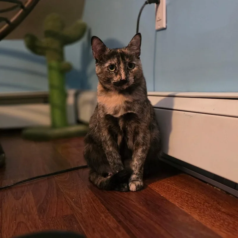 Macaroon thumbnail 3