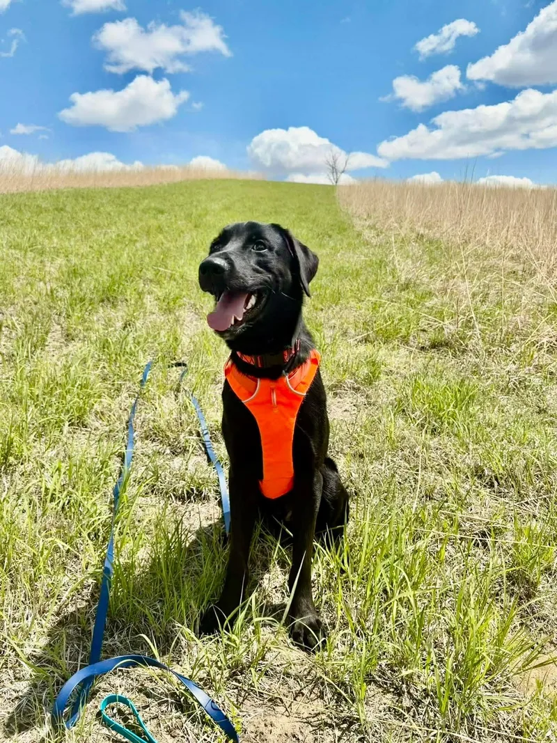 A young extra large-sized male Black Labrador Retriever dog named Maverick for adoption in Blair, NE