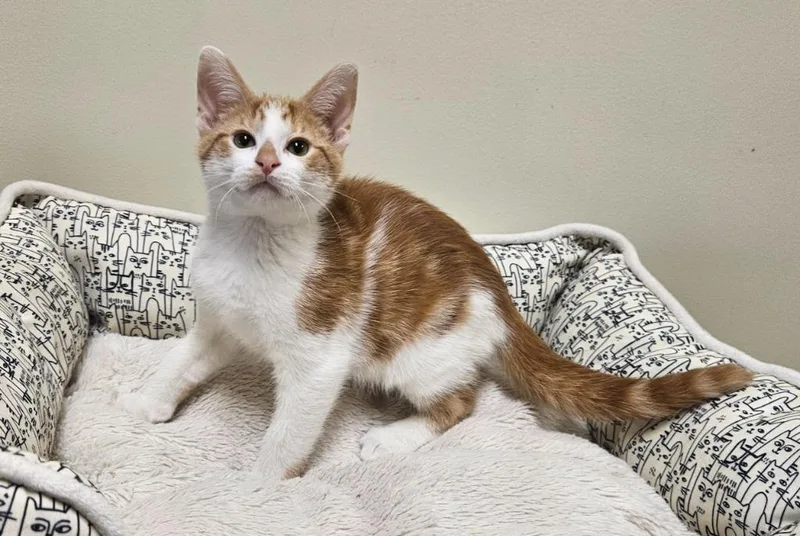 A baby small-sized male Domestic Short Hair cat named Yen for adoption in Fremont, OH
