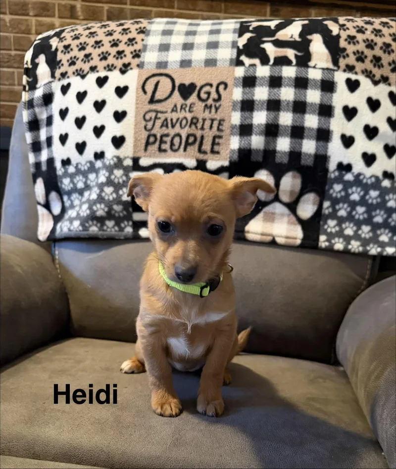 Heidi